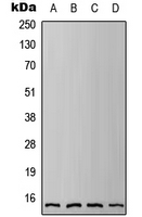 1 - Anti-IFITM3 Antibody AP51695