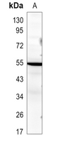 1 - Anti-XRCC4 Antibody AP51697