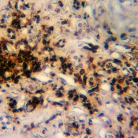 19 - Anti-ORC1 Antibody AP51699