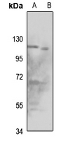 1 - Anti-ORC1 Antibody AP51699