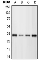1 - Anti-BRN3C Antibody AP51700