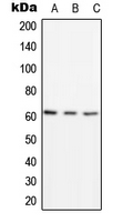 1 - Anti-PSMD3 Antibody AP51702
