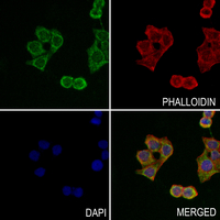 3 - Anti-MRPL12 Antibody AP51703