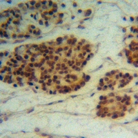 19 - Anti-MRPL12 Antibody AP51703