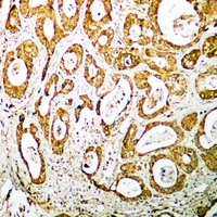 19 - Anti-RPS19 Antibody AP51706