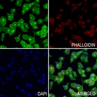 3 - Anti-AMPK gamma 1 Antibody AP51709