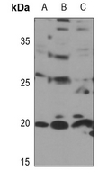 1 - Anti-RPL11 Antibody AP51711