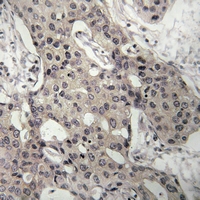 19 - Anti-RPL3 Antibody AP51712