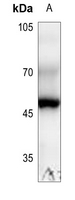 1 - Anti-RPL3 Antibody AP51712