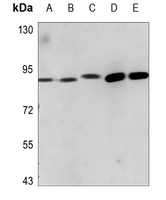 1 - Anti-ADAM23 Antibody AP51714