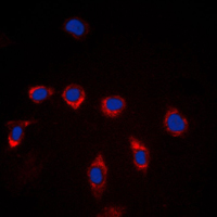 3 - Anti-CD157 Antibody AP51717