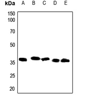 1 - Anti-CD157 Antibody AP51717