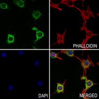 3 - Anti-ADH7 Antibody AP51719