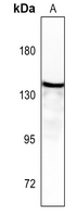 1 - Anti-Aldehyde Oxidase Antibody AP51721