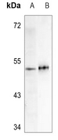 1 - Anti-AAMP Antibody AP51723