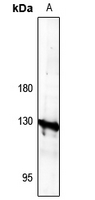 1 - Anti-AE4 Antibody AP51724