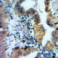 19 - Anti-Ataxin 10 Antibody AP51727