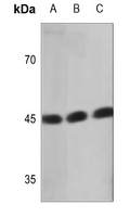 1 - Anti-Ataxin 10 Antibody AP51727
