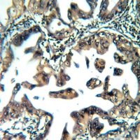 19 - Anti-ATP5S Antibody AP51729