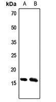 1 - Anti-ATP5S Antibody AP51729