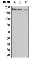 1 - Anti-ABCA9 Antibody AP51731