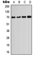1 - Anti-PIF1 Antibody AP51733
