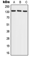 1 - Anti-RECQL4 Antibody AP51734