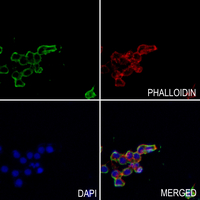 3 - Anti-Kir4.1 Antibody AP51735