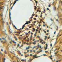 19 - Anti-Kir4.1 Antibody AP51735