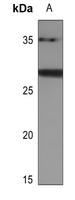 1 - Anti-BATF2 Antibody AP51736