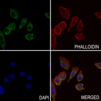 3 - Anti-MRP2 Antibody AP51740