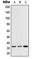 1 - Anti-Hydrophobestin Antibody AP51744