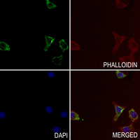 3 - Anti-Cerebellin 1 Antibody AP51745