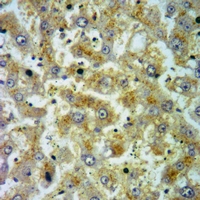 19 - Anti-Cerebellin 1 Antibody AP51745