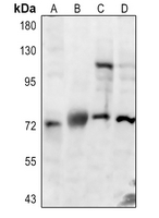 1 - Anti-CLCN7 Antibody AP51746