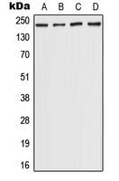 1 - Anti-CHD5 Antibody AP51748