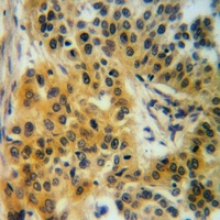 19 - Anti-Factor I Antibody AP51750