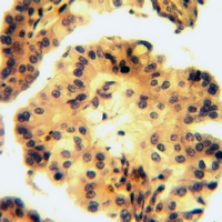 19 - Anti-Contactin 3 Antibody AP51751