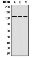 1 - Anti-Contactin 3 Antibody AP51751