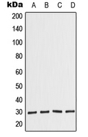 1 - Anti-COPS7A Antibody AP51752