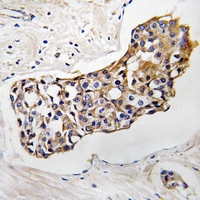 19 - Anti-HSD11B1 Antibody AP51753