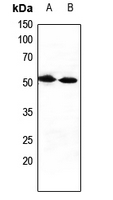 1 - Anti-CXADR Antibody AP51754