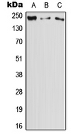 1 - Anti-DOCK11 Antibody AP51755