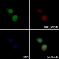 3 - Anti-DHRS2 Antibody AP51756