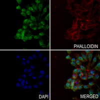 3 - Anti-MPG Antibody AP51761