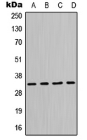 1 - Anti-MPG Antibody AP51761