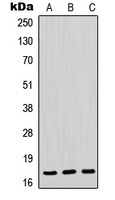 1 - Anti-POLR2H Antibody AP51766