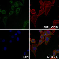 3 - Anti-Dopamine beta Hydroxylase Antibody AP51767