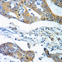 19 - Anti-Dopamine beta Hydroxylase Antibody AP51767