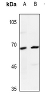 1 - Anti-Dopamine beta Hydroxylase Antibody AP51767